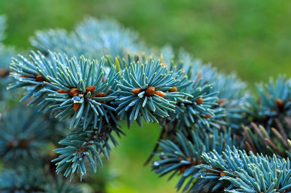 Голубая ель – яркий акцент на участке, который не меркнет в суровую зиму