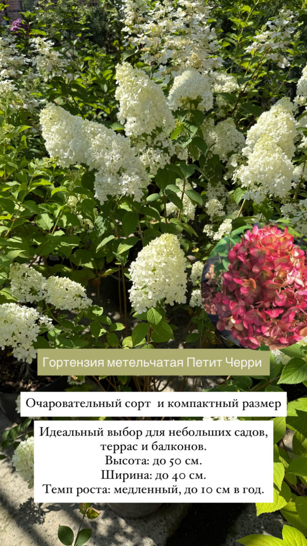 Гортензия метельчатая Петит Черри