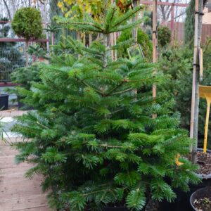 Питомник саженцев и декоративных растений в Ростове-на-Дону | Пихта кавказская (Нордмана) Питомник саженцев и декоративных растений в Ростове-на-Дону|Пихта кавказская (Нордмана)