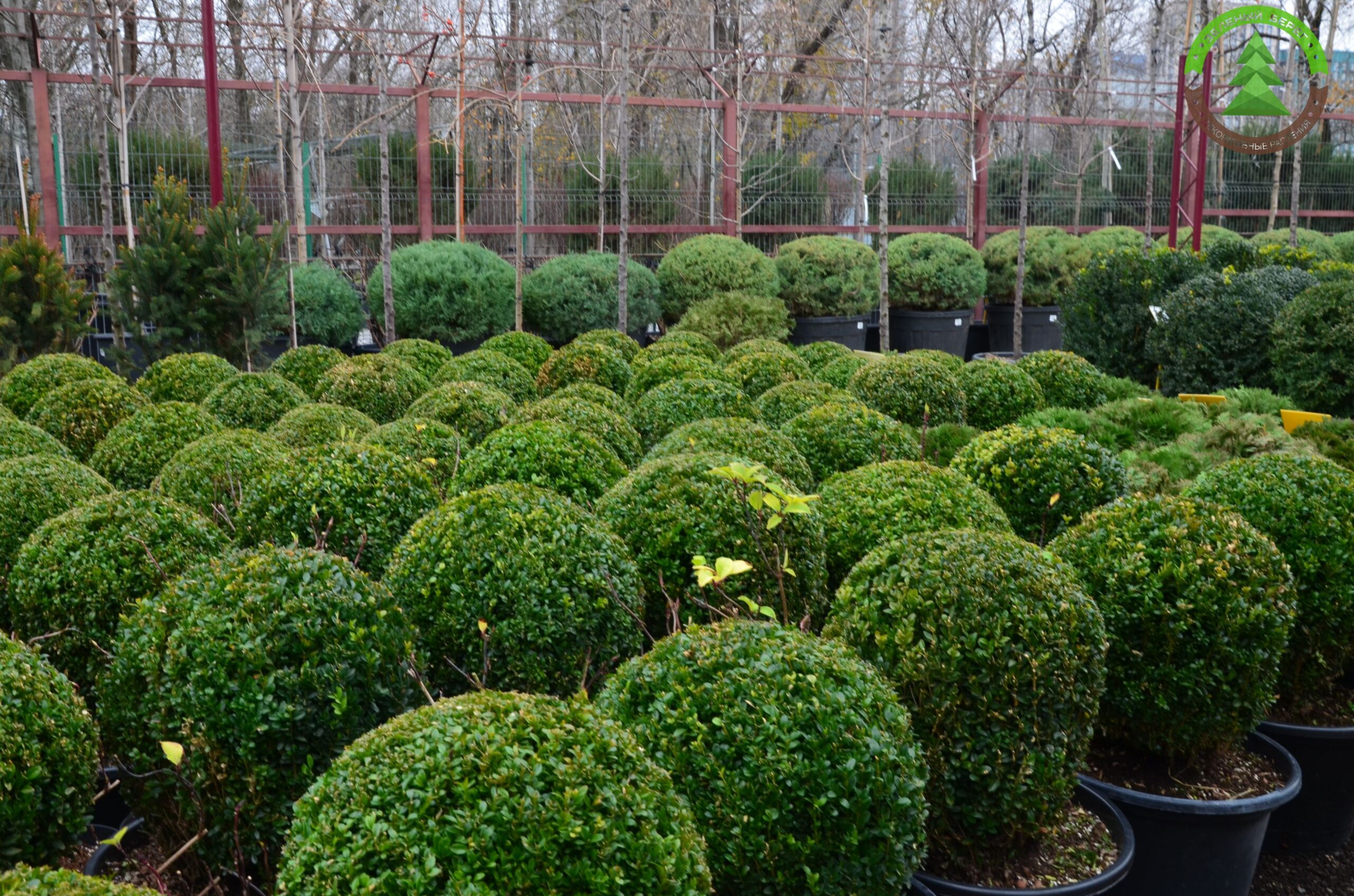 Самшит вечнозеленый (Шар)