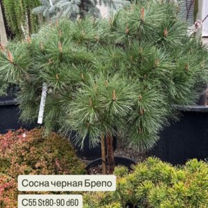 Питомник саженцев и декоративных растений в Ростове-на-Дону|Сосна черная Брепо