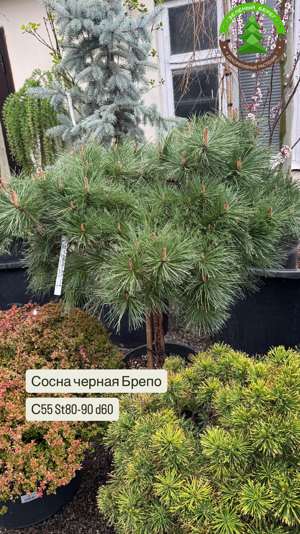 Сосна черная Брепо