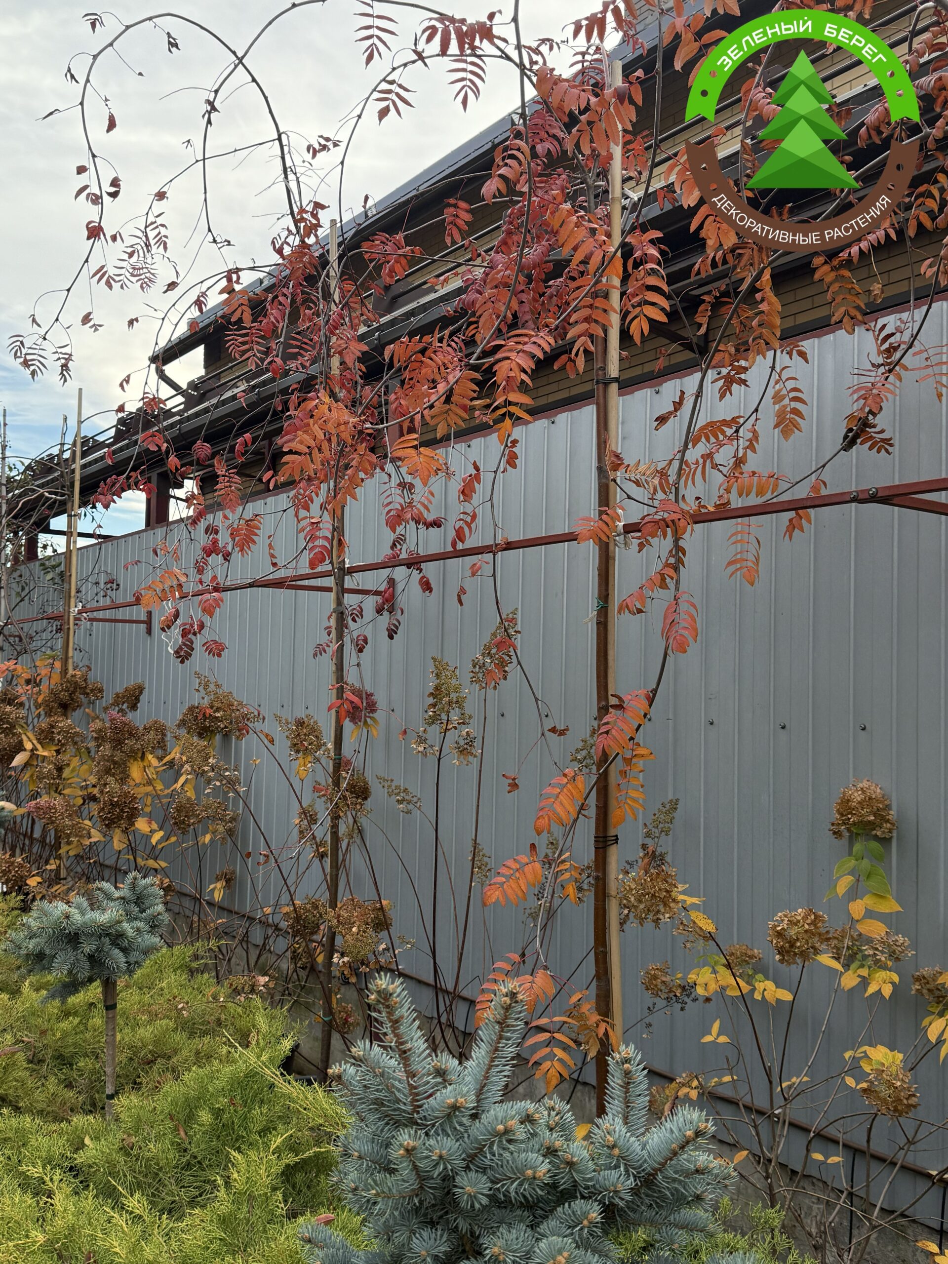 Рябина обыкновенная