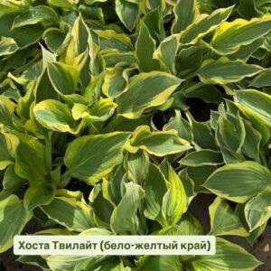 Питомник саженцев и декоративных растений в Ростове-на-Дону | Хоста Твилайт (бело-желтый край) Питомник саженцев и декоративных растений в Ростове-на-Дону|Хоста Твилайт (бело-желтый край)