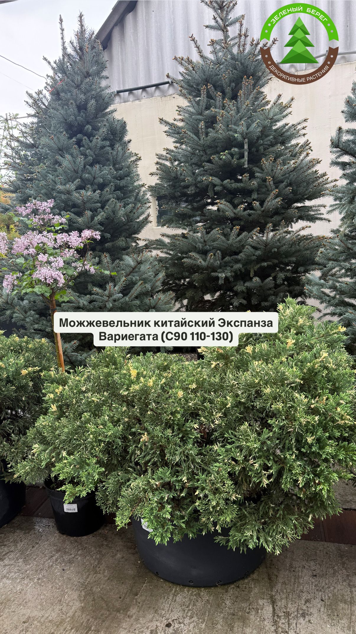 Можжевельник китайский Экспанза Вариегата