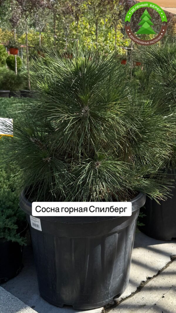 Сосна горная Спилберг