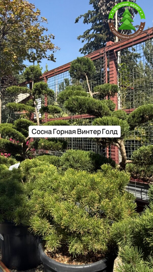 Сосна горная Винтер Голд