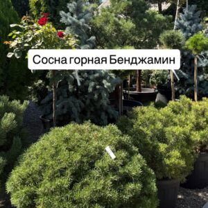 Питомник саженцев и декоративных растений в Ростове-на-Дону|Сосна горная Бенджамин