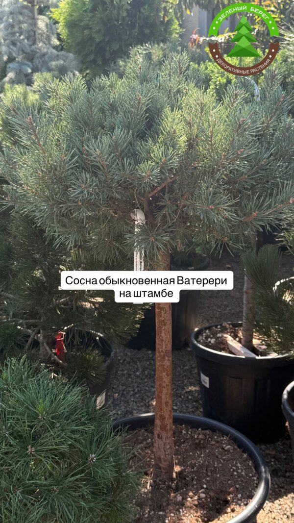 Сосна обыкновенная Ватерери St