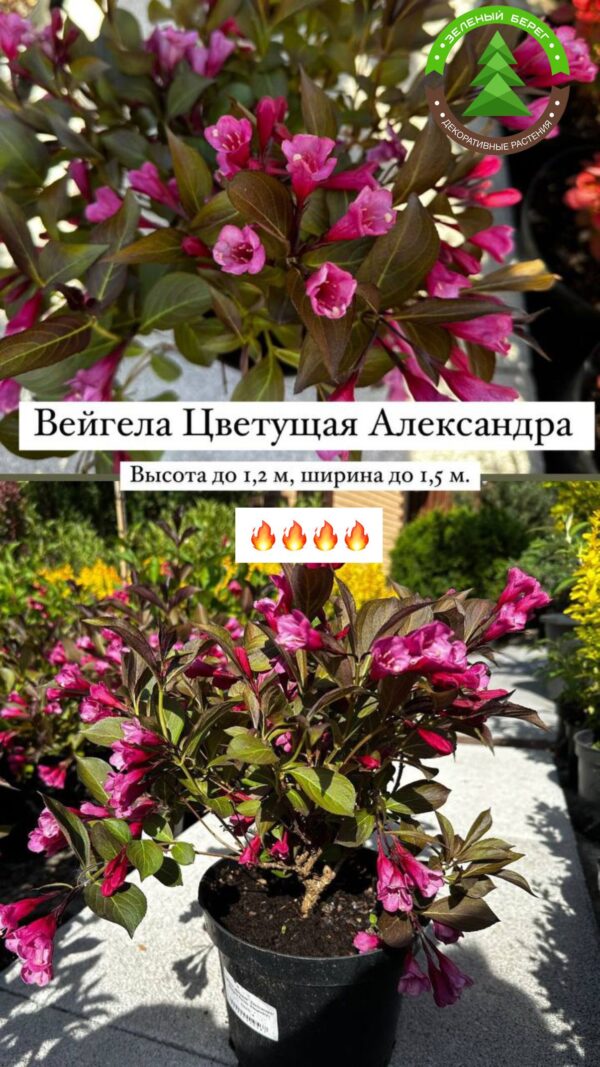 Вейгела цветущая Александра