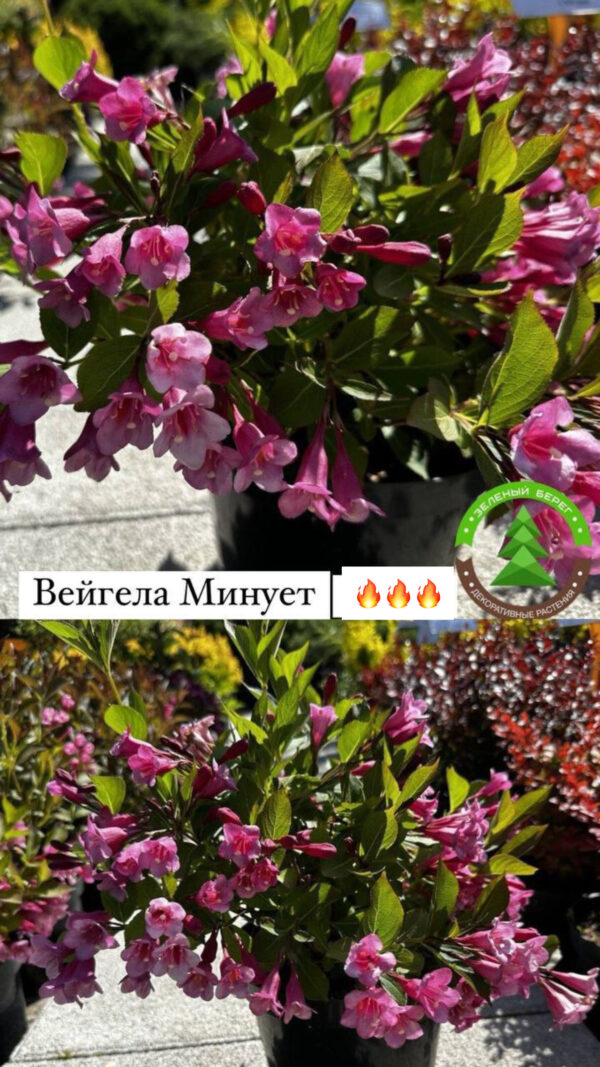 Вейгела Минует