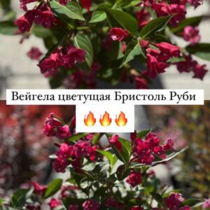 Питомник саженцев и декоративных растений в Ростове-на-Дону|Вейгела цветущая Бристоль Руби