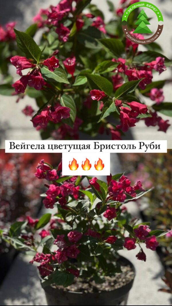 Вейгела цветущая Бристоль Руби