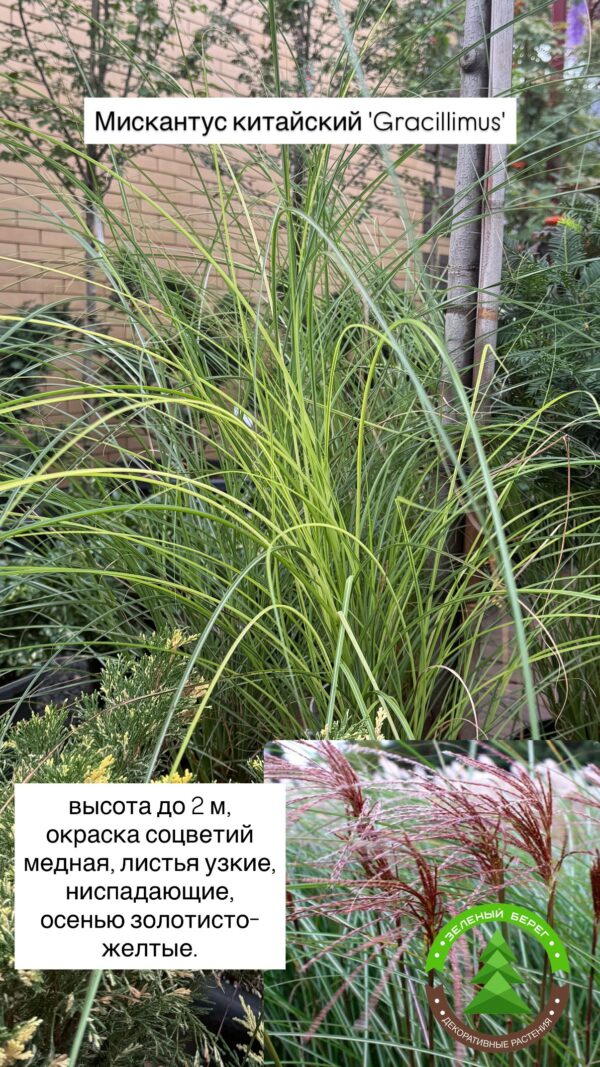 Мискантус китайский 'Gracillimus'