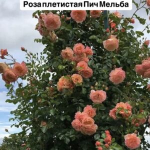 Питомник саженцев и декоративных растений в Ростове-на-Дону|Роза плетистая Пич Мельба