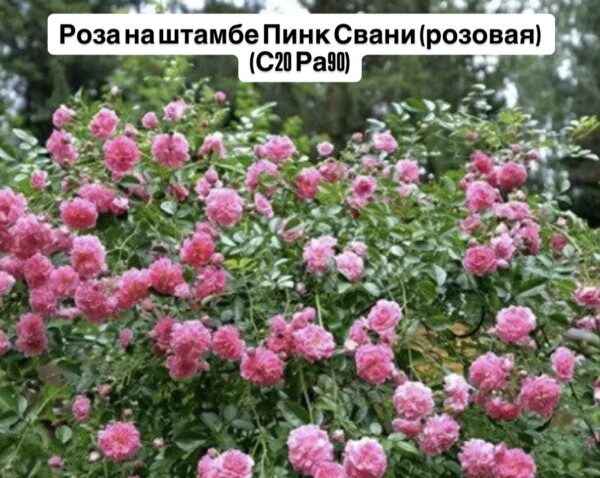Роза на штамбе Пинк Свани  (розовая)