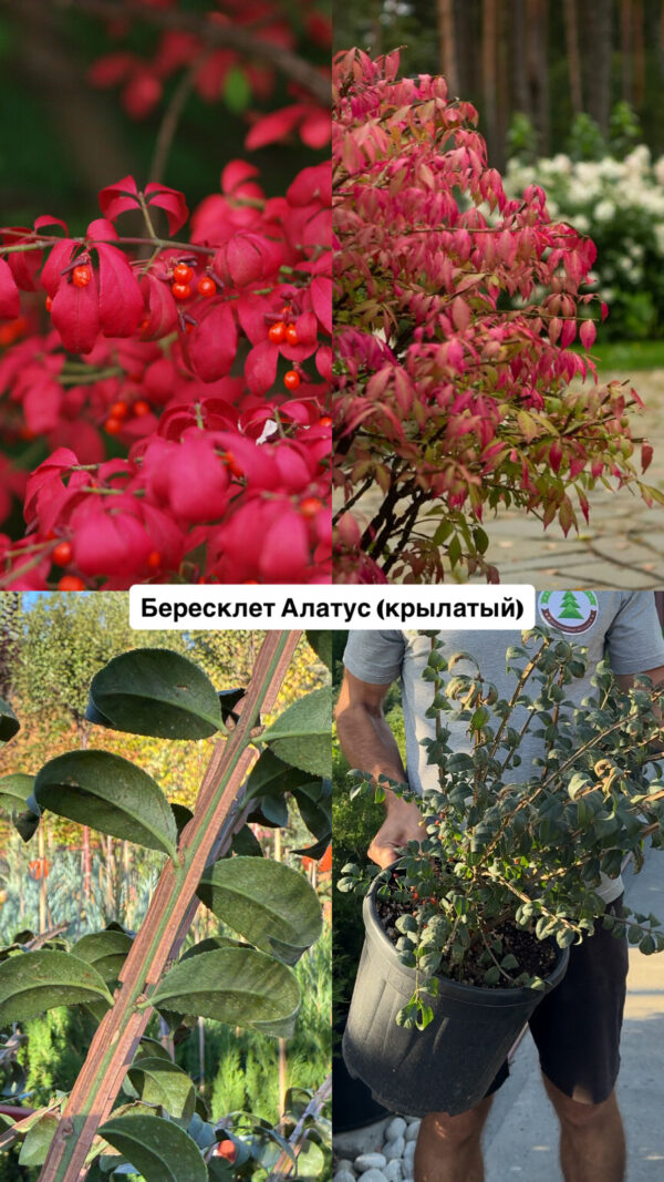 Бересклет Алатус (крылатый)