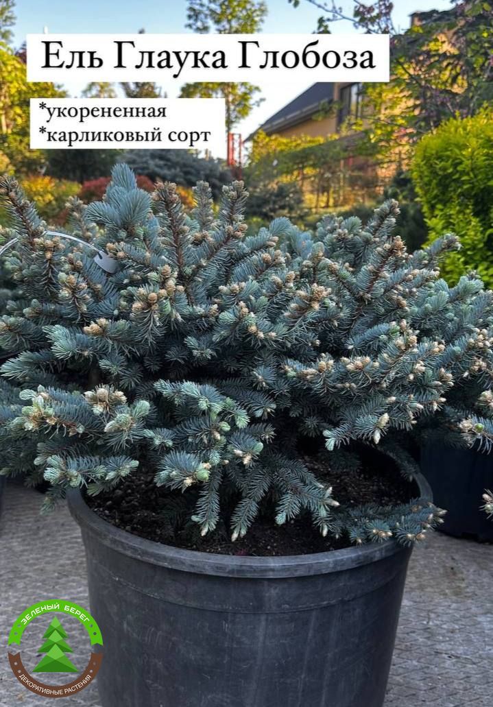 Ель колючая Глаука Глобоза