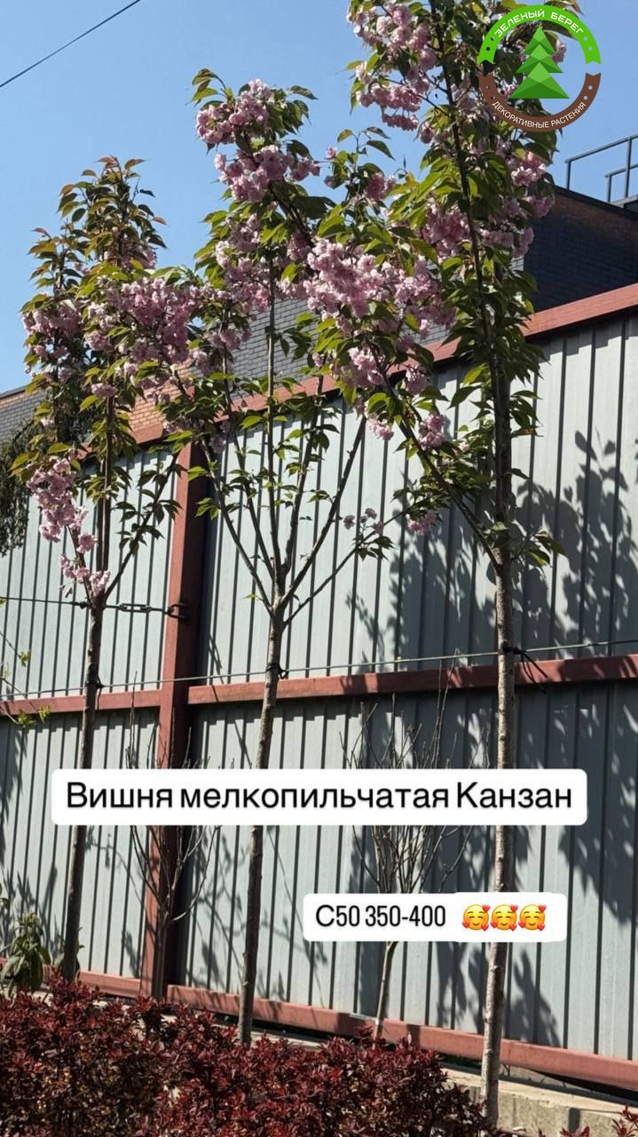 Вишня мелкопильчатая Канзан