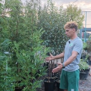 Питомник саженцев и декоративных растений в Ростове-на-Дону | Каталог
