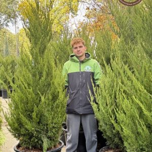 Питомник саженцев и декоративных растений в Ростове-на-Дону | Каталог