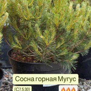 Питомник саженцев и декоративных растений в Ростове-на-Дону|Сосна горная Мугус