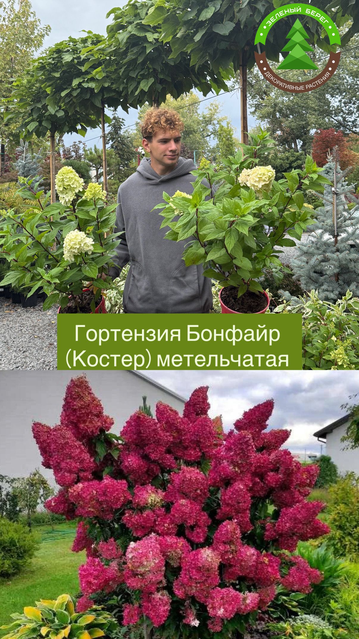 Гортензия метельчатая Бонфаейр
