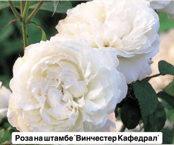 Роза на штамбе `Винчестер Кафедрал`