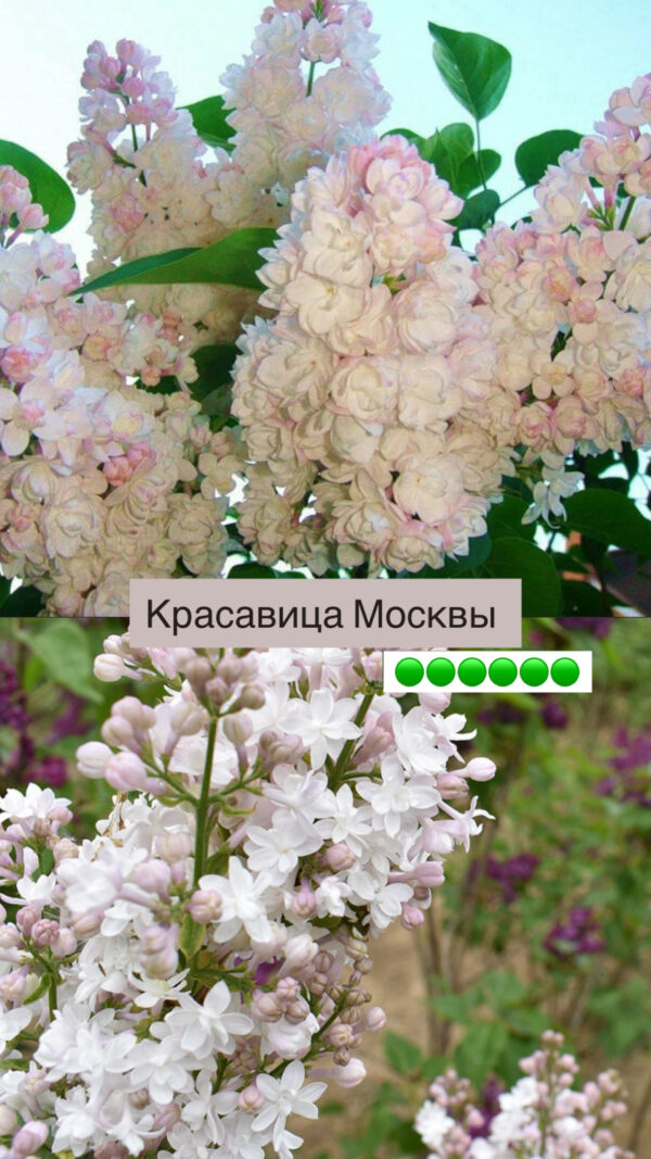 Сирень обыкновенная `Красавица Москвы`