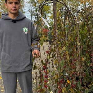 Питомник саженцев и декоративных растений в Ростове-на-Дону | Каталог
