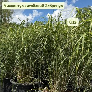 Питомник саженцев и декоративных растений в Ростове-на-Дону | Каталог