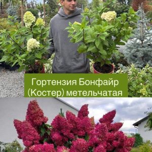 Питомник саженцев и декоративных растений в Ростове-на-Дону | Каталог