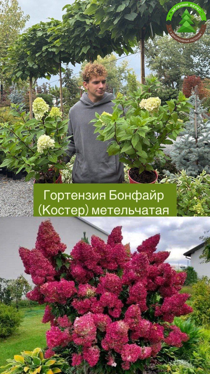 Гортензия метельчатая «Бонфайер»