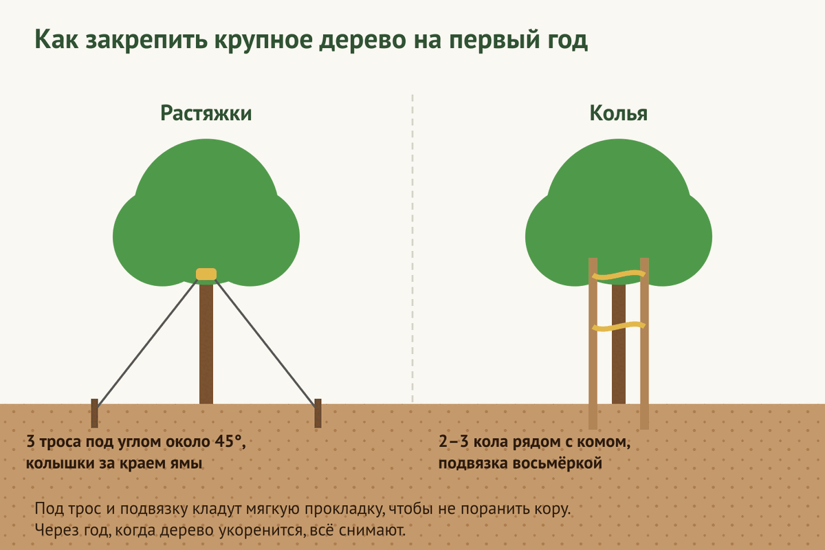 Как закрепить крупное дерево растяжками или кольями на первый год