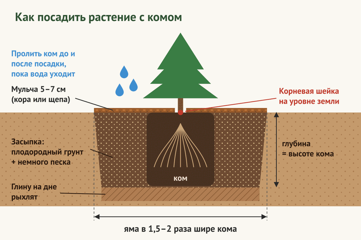 Схема посадки растения с комом: размер ямы, корневая шейка, засыпка и мульча