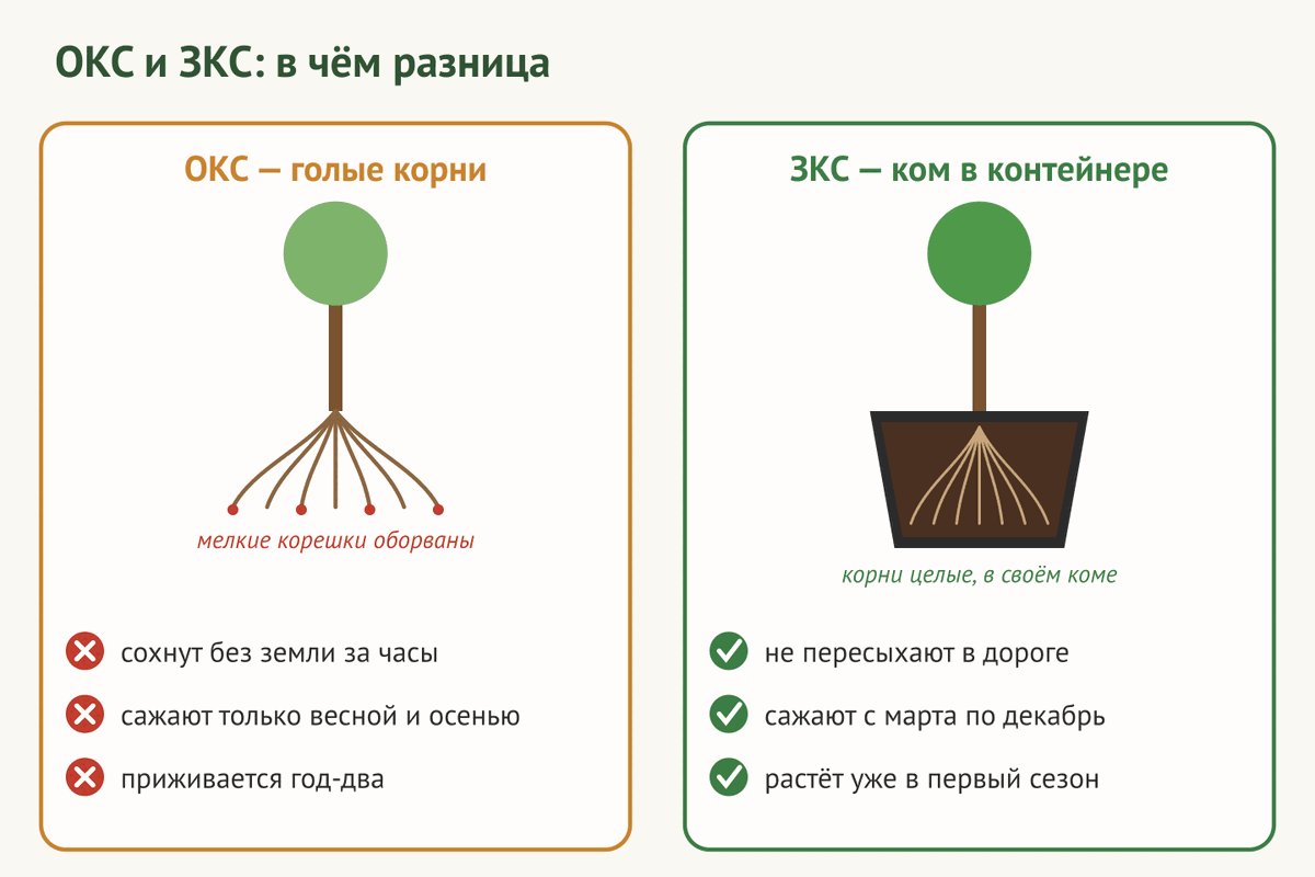 Схема: чем растение с ОКС отличается от растения с ЗКС