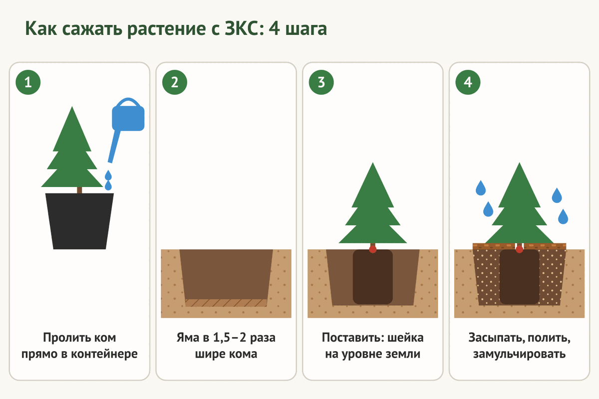 Как сажать растение с ЗКС: 4 шага посадки