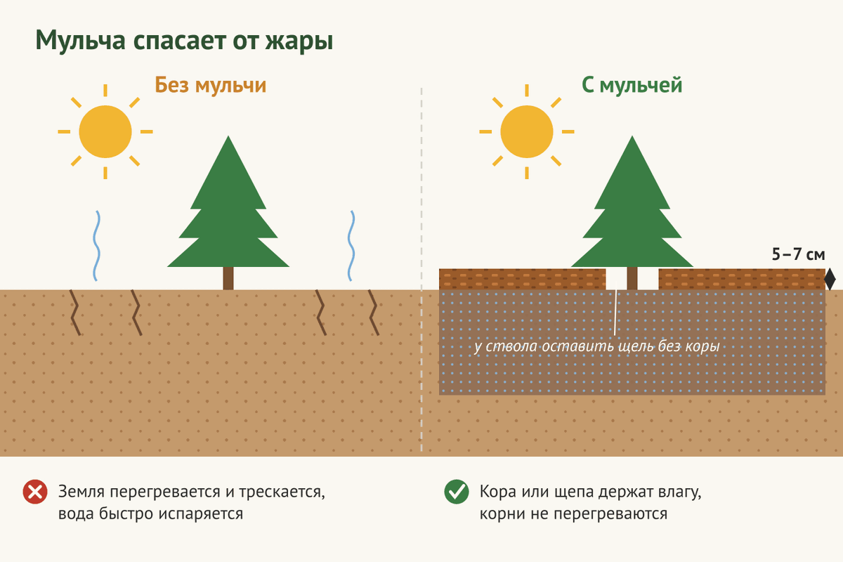 Мульча из коры защищает землю от перегрева и удерживает влагу