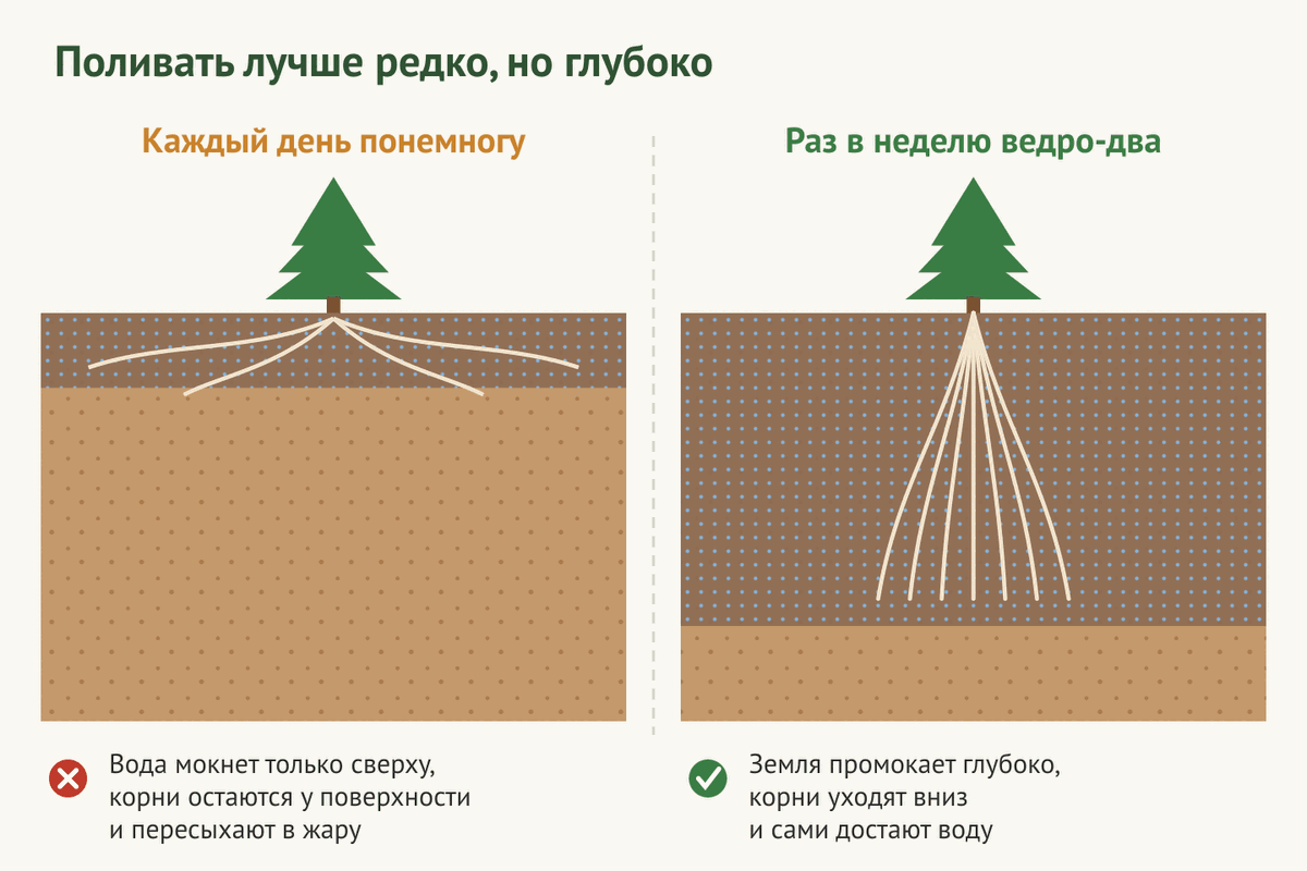 Схема полива: редко и глубоко лучше, чем каждый день понемногу